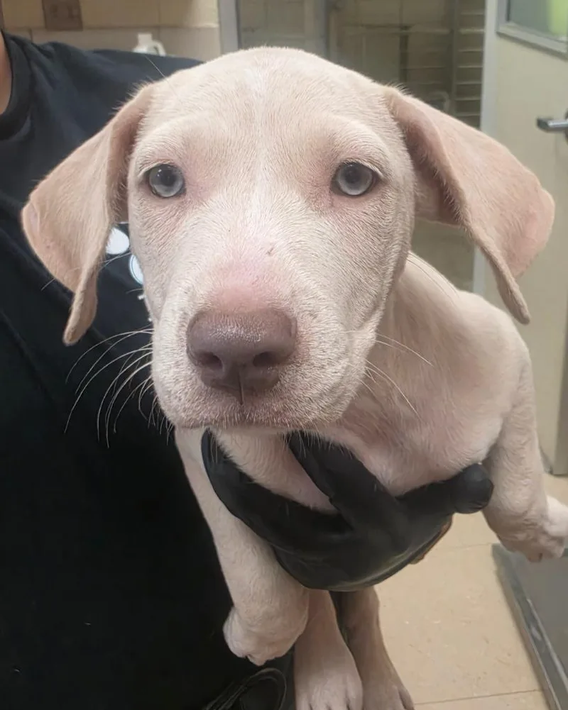 A baby small-sized female Mixed Breed dog named June for adoption in Bossier City, LA
