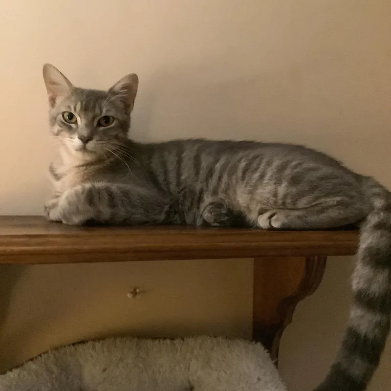 A young medium-sized male Gray / Blue / Silver Domestic Short Hair cat named Mario for adoption in Irwin, PA