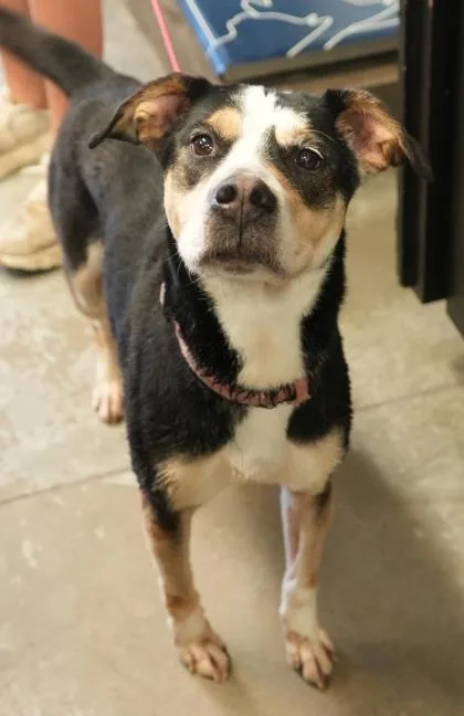 Mya