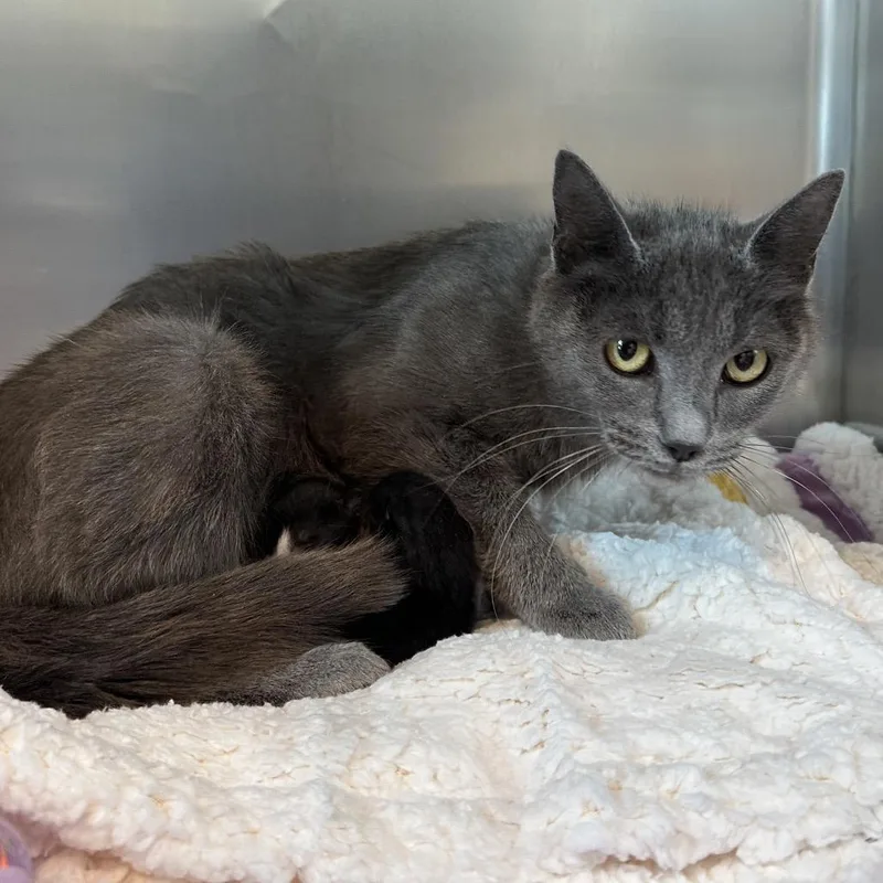 An adult medium-sized female Gray / Blue / Silver Domestic Short Hair cat named Zira for adoption in Matteson, IL