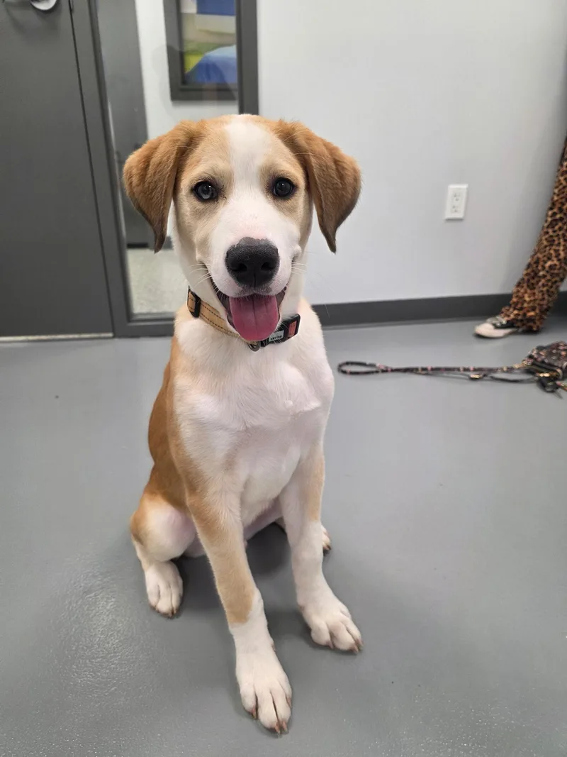 A baby large-sized male Australian Shepherd dog named Denali for adoption in Kalamazoo, MI