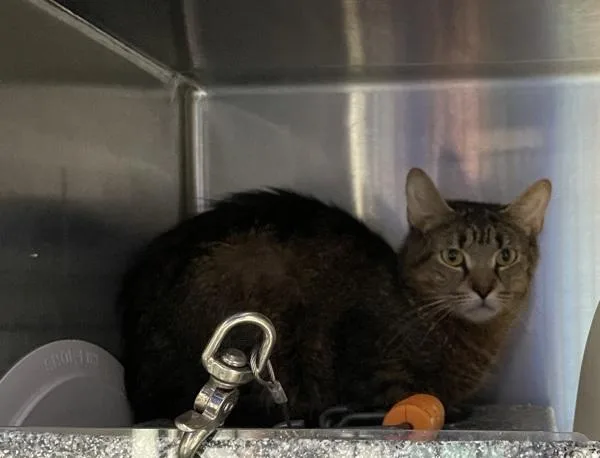 A young medium-sized female Domestic Short Hair cat named Fettucine for adoption in Ridgewood, NY