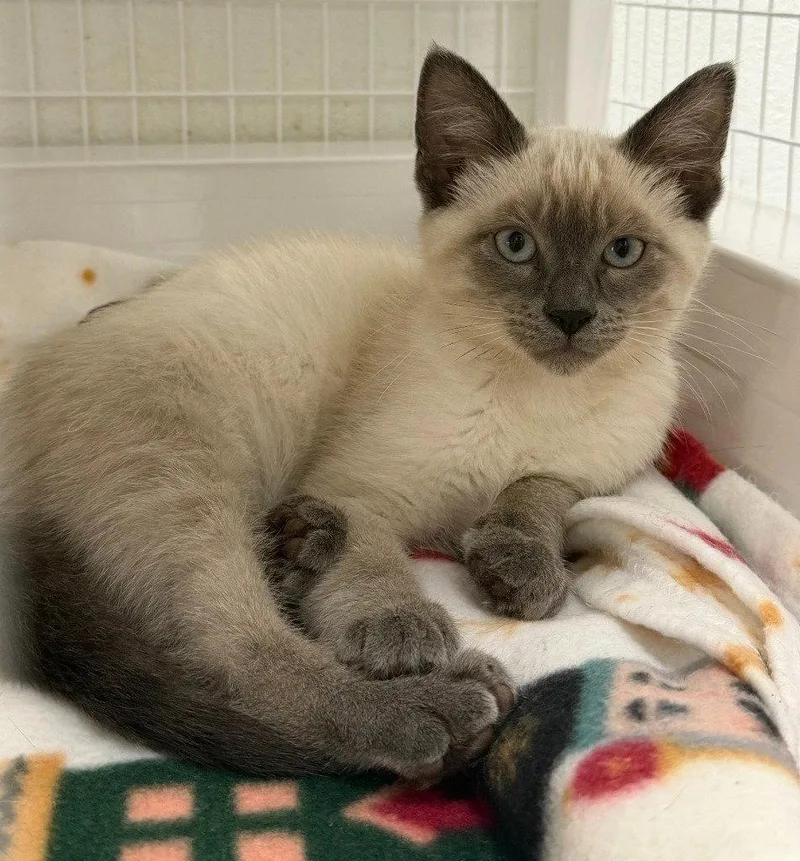 A baby medium-sized male Domestic Short Hair cat named Sherlock for adoption in St. Helens, OR