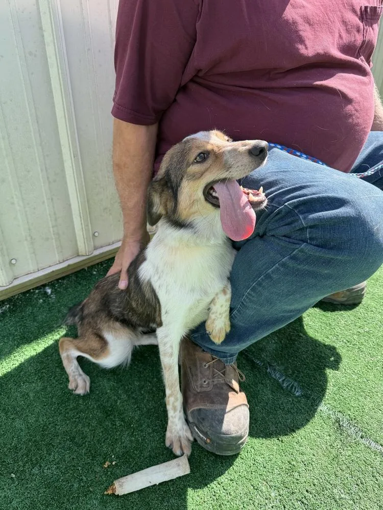 A young small-sized female Tricolor (Brown, Black, & White) Australian Shepherd dog named Dorothy for adoption in Waterloo, IL