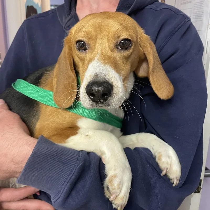 An adult small-sized male Black Beagle dog named Black Sesame Seed for adoption in Northbrook, IL