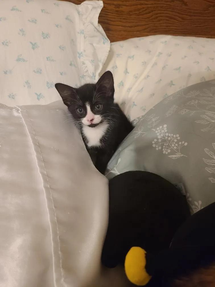 A baby large-sized male Black & White / Tuxedo Domestic Short Hair cat named Richard for adoption in Oceanside, CA