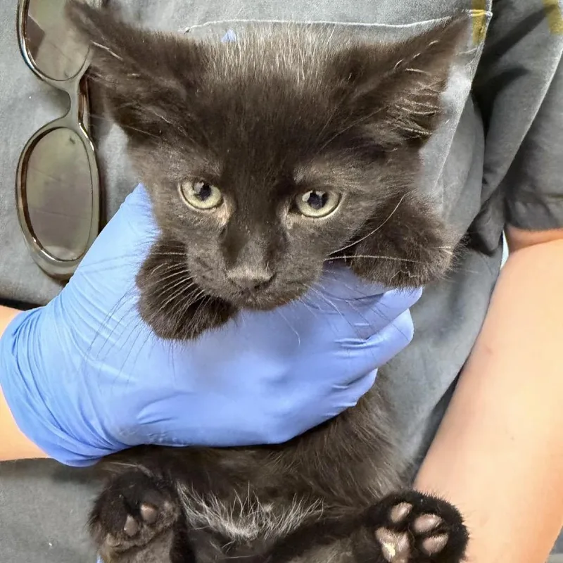 A baby small-sized male Black Domestic Short Hair cat named Romaine for adoption in Charlottesville, VA