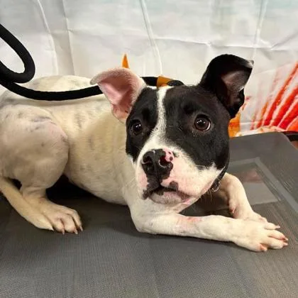A baby small-sized female Terrier dog named Birdie for adoption in Gastonia, NC