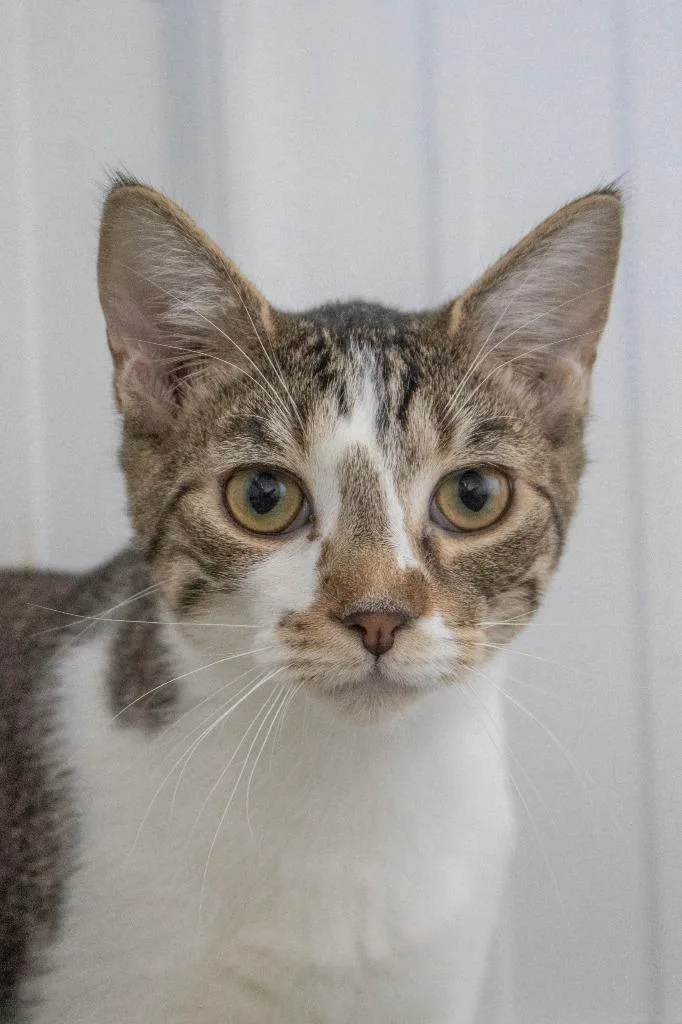 A young medium-sized male Domestic Short Hair cat named Arkansas for adoption in Hartford City, IN