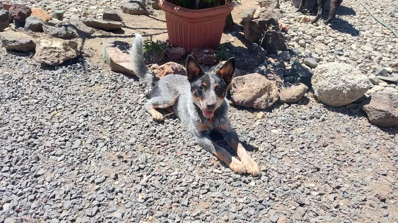 A baby medium-sized male Gray / Blue / Silver Australian Cattle Dog / Blue Heeler dog named Sausage for adoption in Bend, OR
