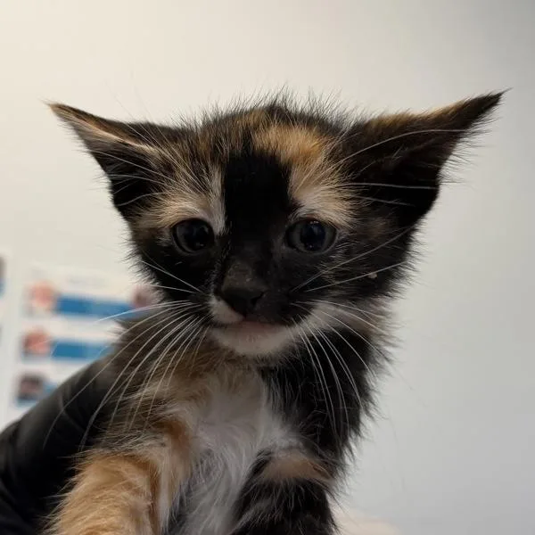 A baby small-sized female Domestic Short Hair cat named Natty Gee for adoption in San Diego, CA
