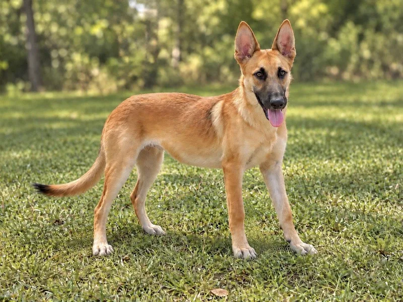 An adult medium-sized female Shepherd dog named Cierra for adoption in Helotes, TX