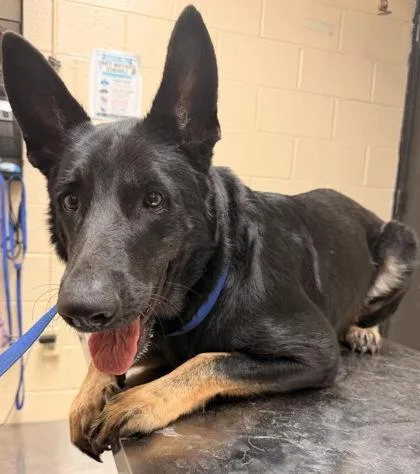 An adult large-sized female Black Shepherd dog named Saphire for adoption in Harlingen, TX