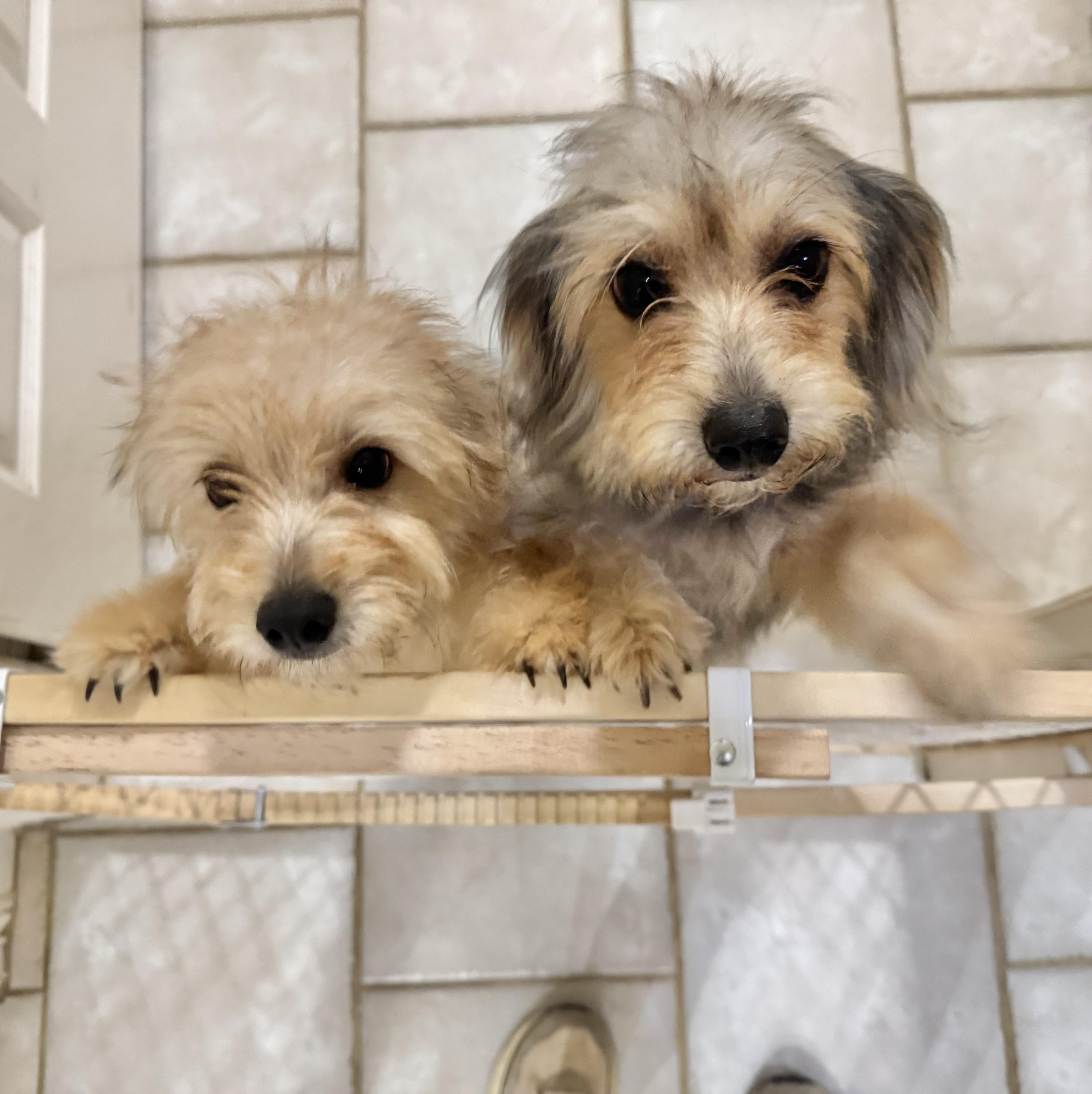 A young small-sized female Apricot / Beige Morkie dog named Moxie and Milo for adoption in Longview, TX