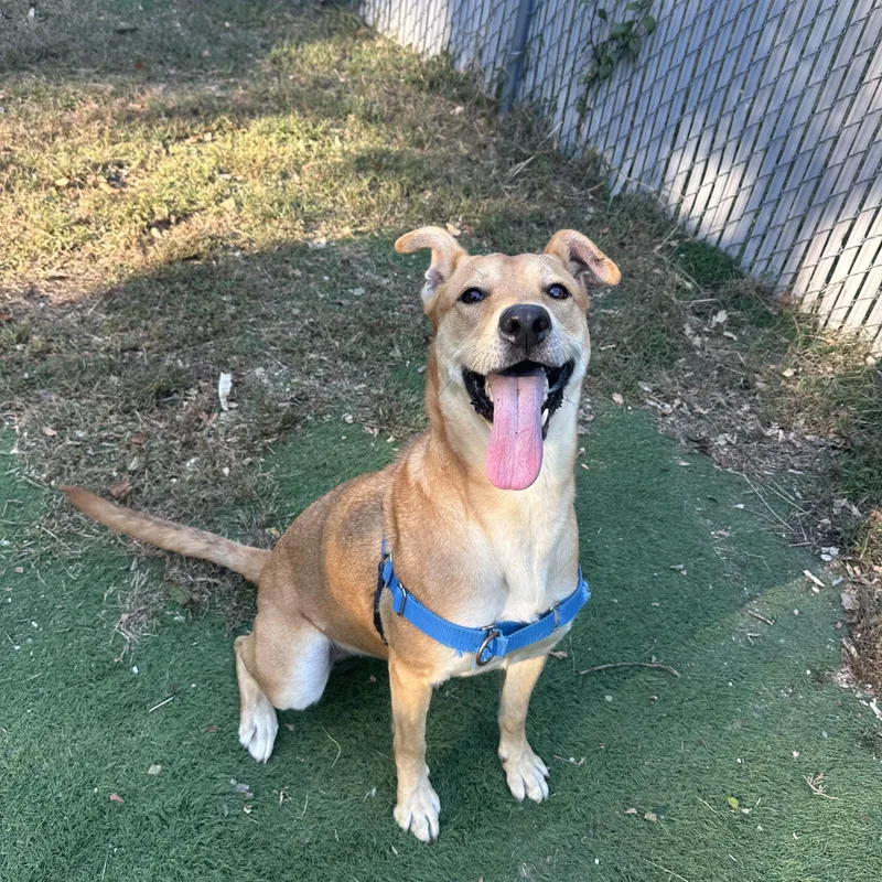 An adult medium-sized female Mixed Breed dog named Angel for adoption in Ocean View, NJ