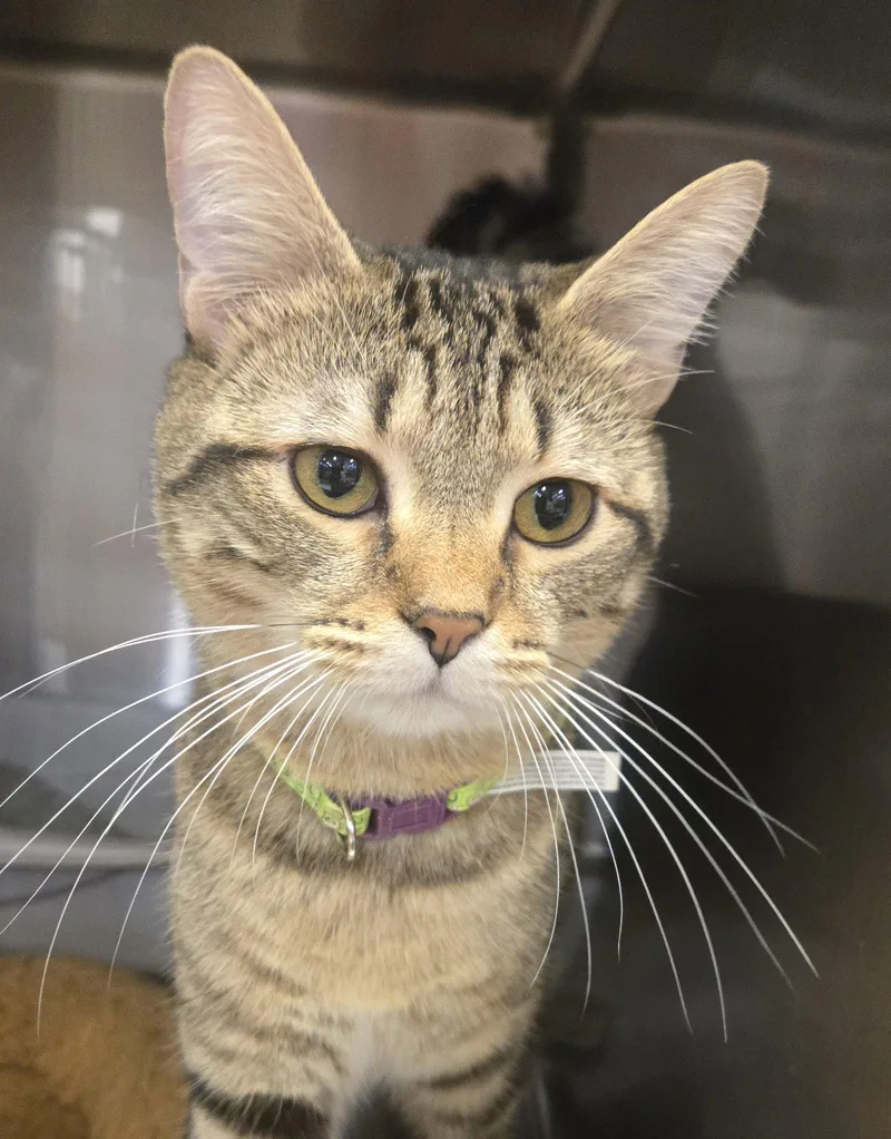 A young medium-sized male Domestic Short Hair cat named Leo for adoption in Ocean Pines, MD