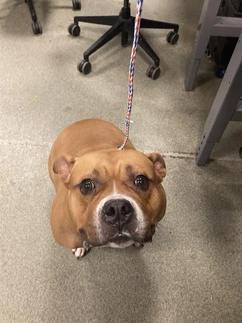 An adult medium-sized female Mixed Breed dog named Uno for adoption in Dallas, TX