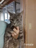 A young small-sized female Domestic Short Hair cat named Binx for adoption in Bowling Green, KY