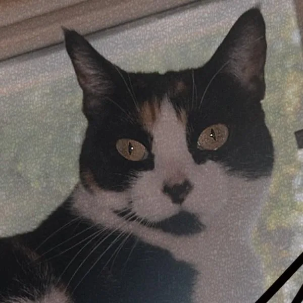 Panelope Bonded Buddy