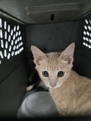 A baby small-sized male Domestic Short Hair cat named Murphy for adoption in Cumming, GA