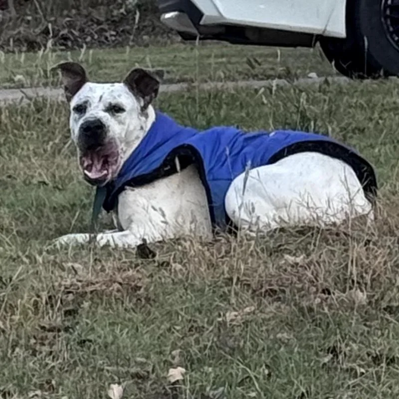 Hank The Handsome thumbnail 2