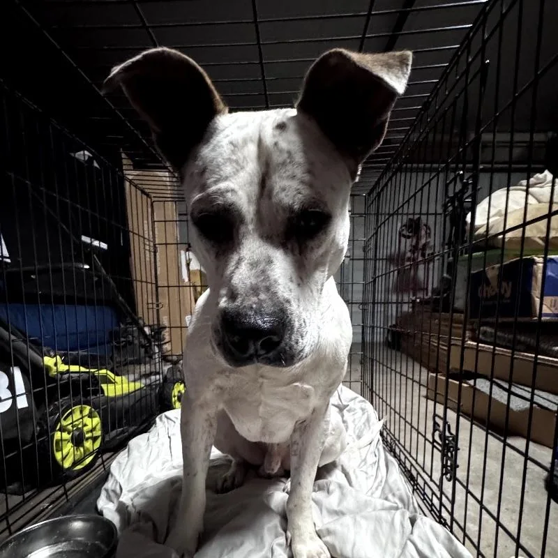 Hank The Handsome thumbnail 4