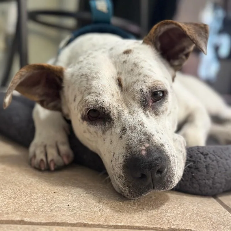 Hank The Handsome thumbnail 5