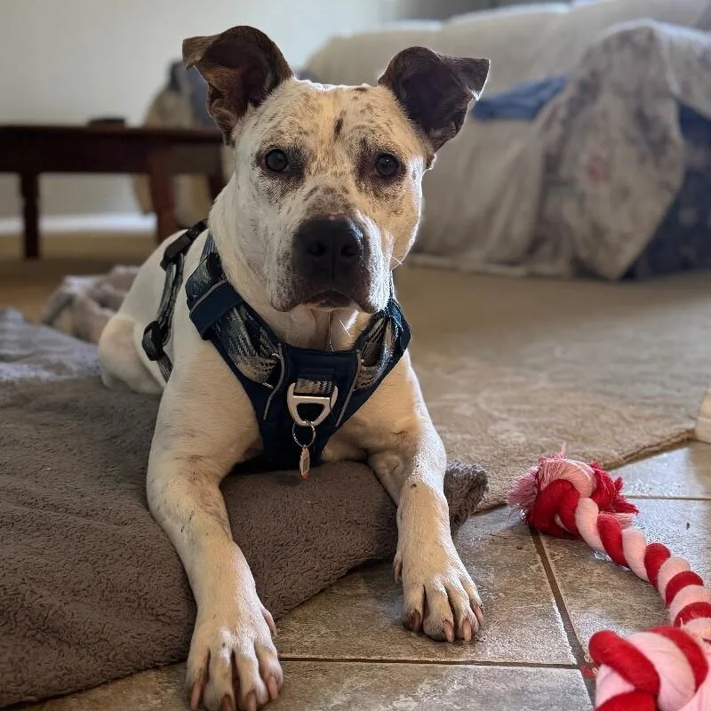 Hank The Handsome thumbnail 6