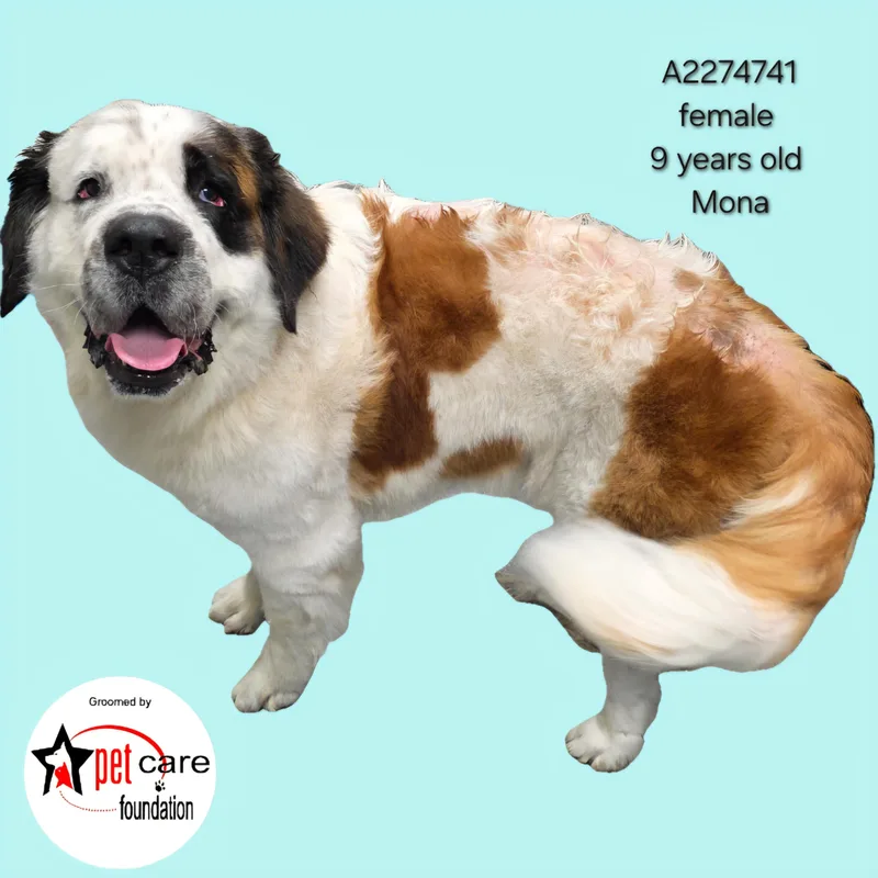 An adult large-sized female Saint Bernard dog named Mona for adoption in Los Angeles, CA