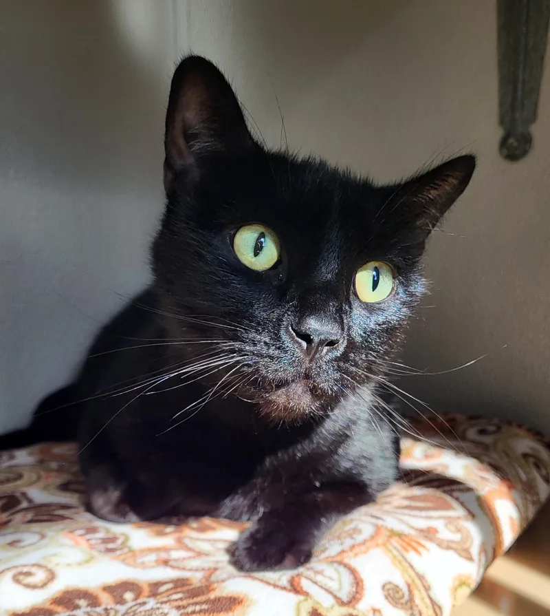 An adult medium-sized male Black Domestic Short Hair cat named Hank Hill for adoption in Grayslake, IL