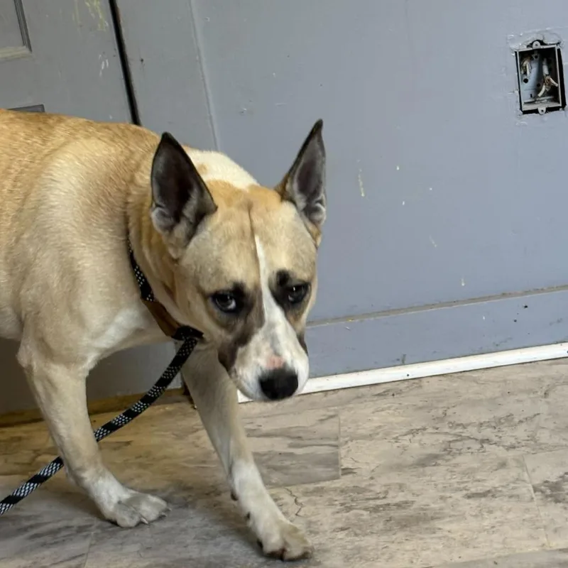 An adult medium-sized female Yellow / Tan / Blond / Fawn Mixed Breed dog named Saffron for adoption in Oak Hill, WV