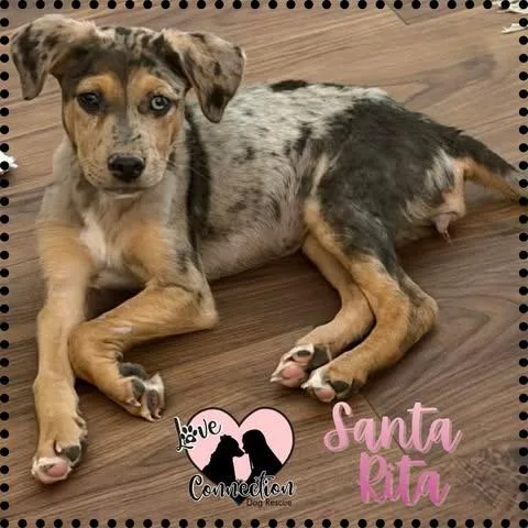 A baby medium-sized female Black Australian Cattle Dog / Blue Heeler dog named Santa Rita for adoption in Gilbert, AZ