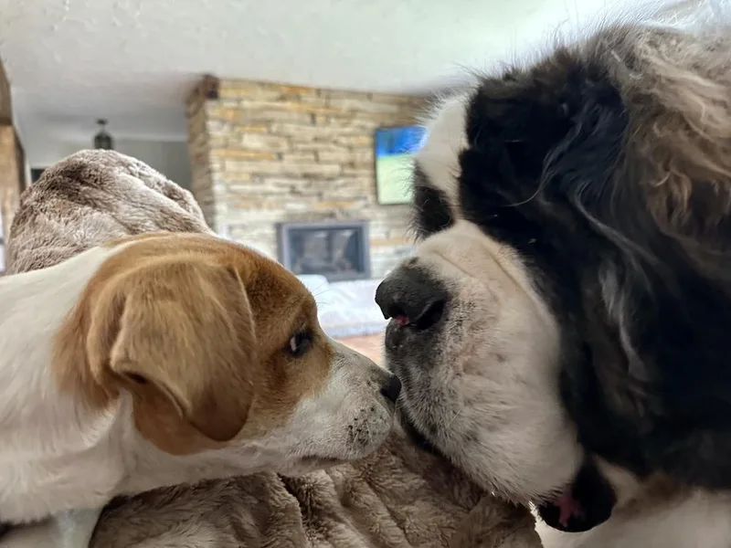 A baby medium-sized female White / Cream Mixed Breed dog named Phoebe for adoption in Union Grove, WI