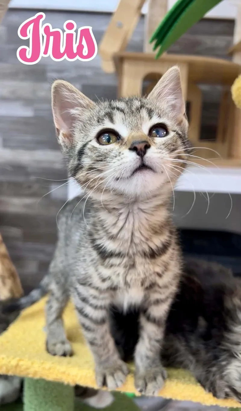 A young medium-sized female Tabby (Brown / Chocolate) Domestic Short Hair cat named Iris for adoption in Akron, OH