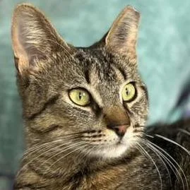 An adult medium-sized male Brown / Chocolate Domestic Short Hair cat named Lover Boy for adoption in Eaton Rapids, MI