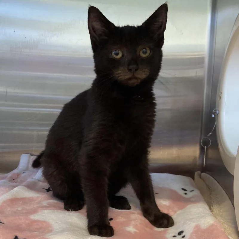 A baby small-sized female Domestic Short Hair cat named Grape Soda for adoption in Greensboro, NC
