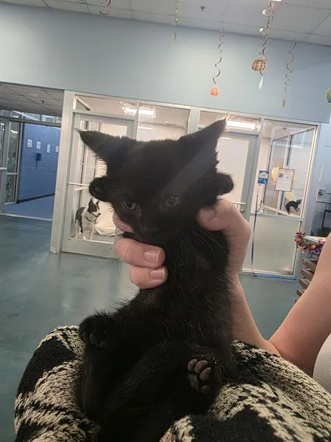 A young small-sized male Domestic Short Hair cat named Lucifer for adoption in Dallas, TX