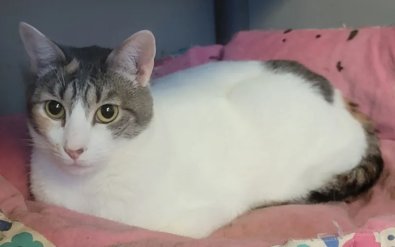A young medium-sized female Buff / Tan / Fawn Oriental Short Hair cat named Eclair for adoption in Lyons, IL