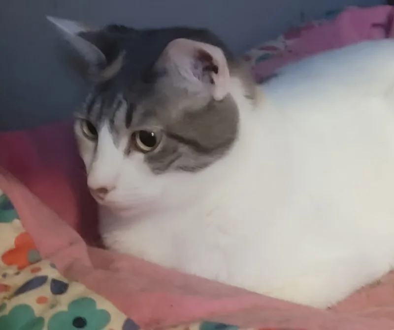 Eclair thumbnail 2