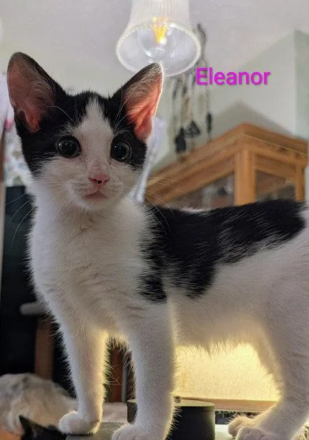 A young medium-sized female Black & White / Tuxedo Domestic Short Hair cat named Eleanor for adoption in Rochester, NY