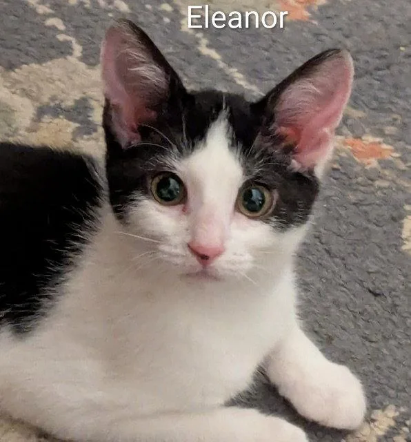 Eleanor thumbnail 2