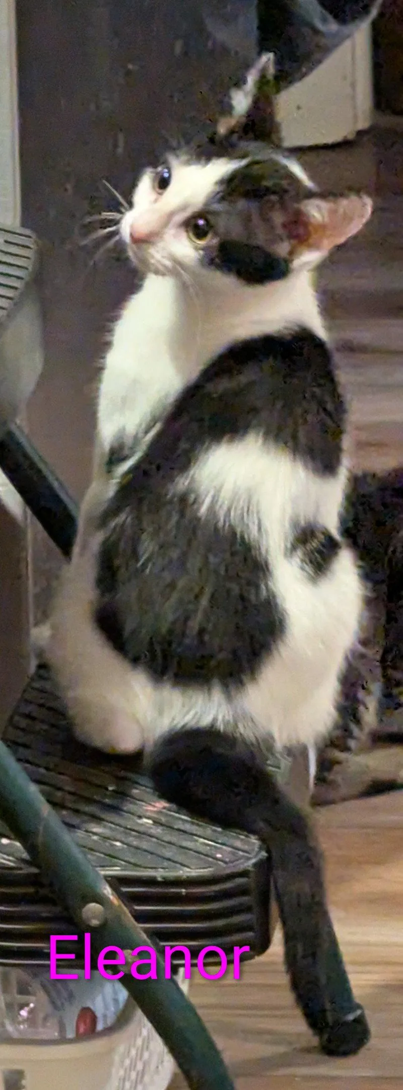 Eleanor thumbnail 3
