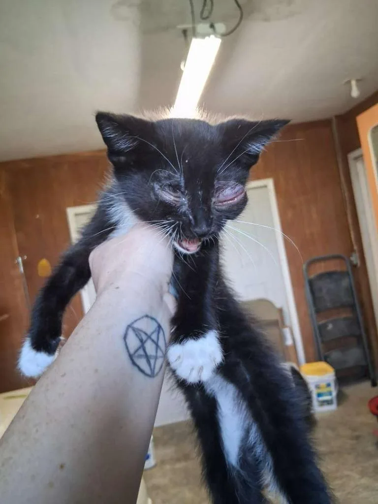 A baby small-sized female Domestic Short Hair cat named Allegro for adoption in Hillsboro, OH