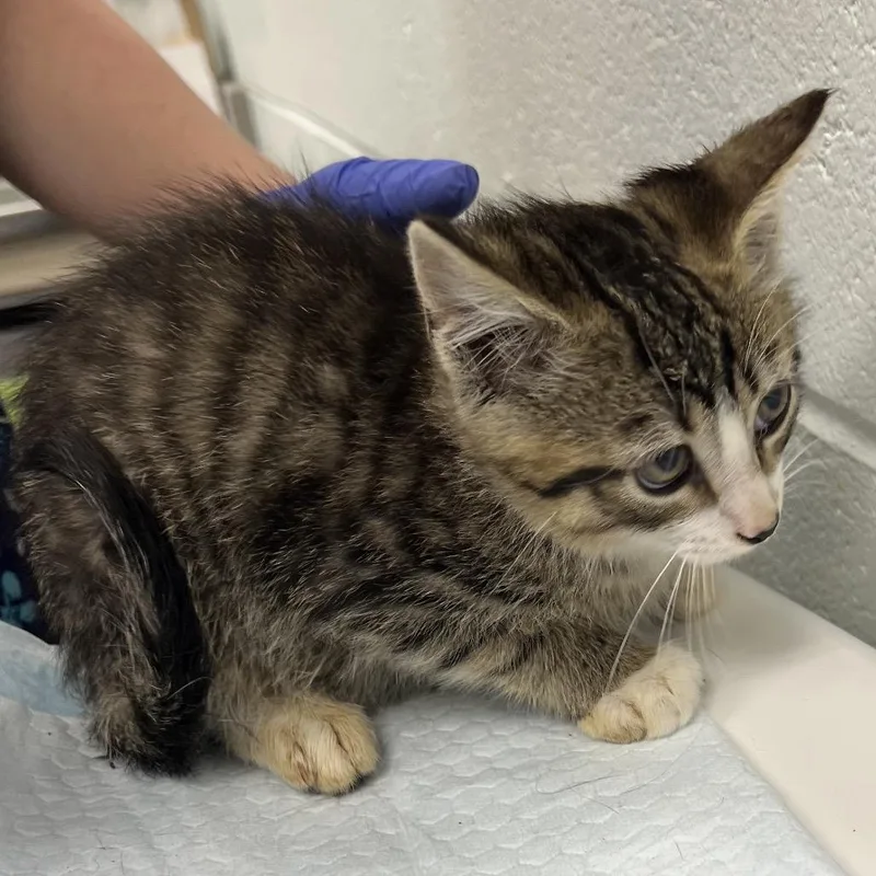 A baby small-sized male Gray / Blue / Silver Domestic Short Hair cat named Taco for adoption in Chattanooga, TN