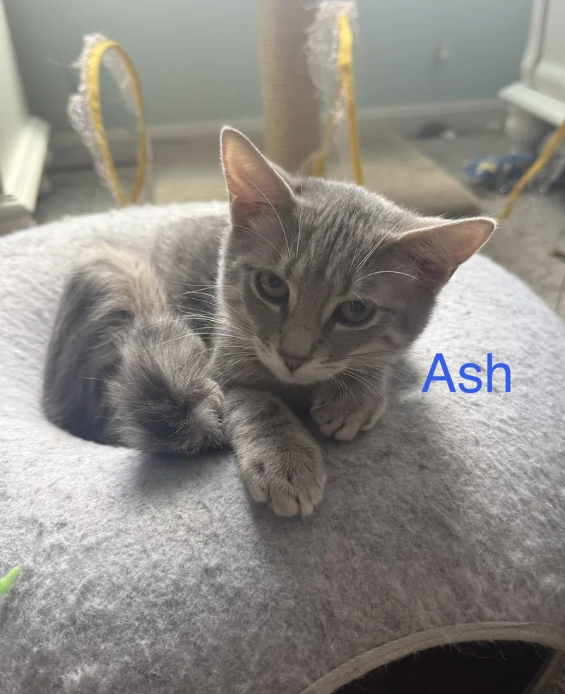 Ash thumbnail 2