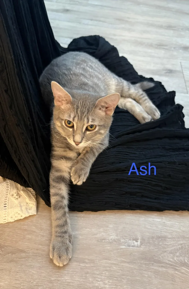 Ash thumbnail 3