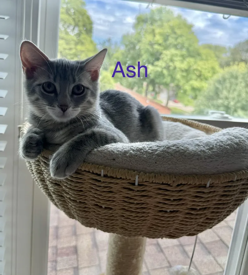 Ash thumbnail 5