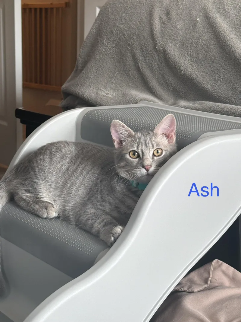 Ash thumbnail 6