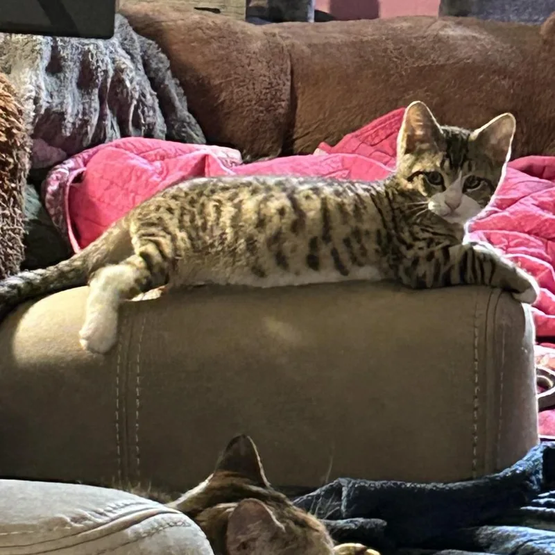 Ham Sammie