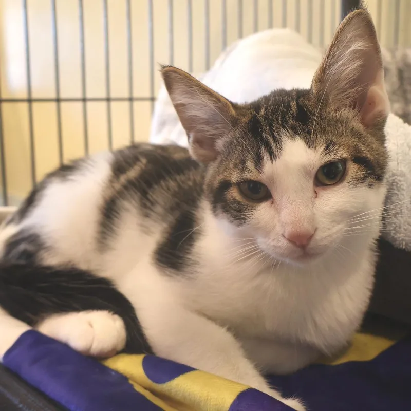 A baby small-sized male Brown / Chocolate Domestic Short Hair cat named Sherman for adoption in Saint Charles, MO